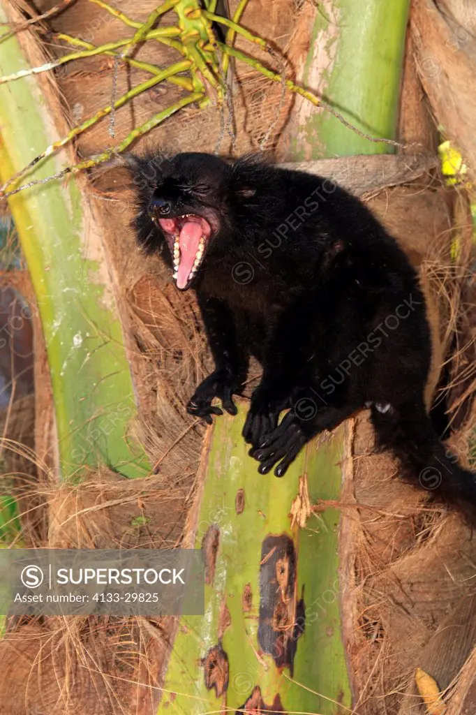 Black Lemur, Eulemur macaco, Nosy Komba, Madagascar, Africa, adult male jawning