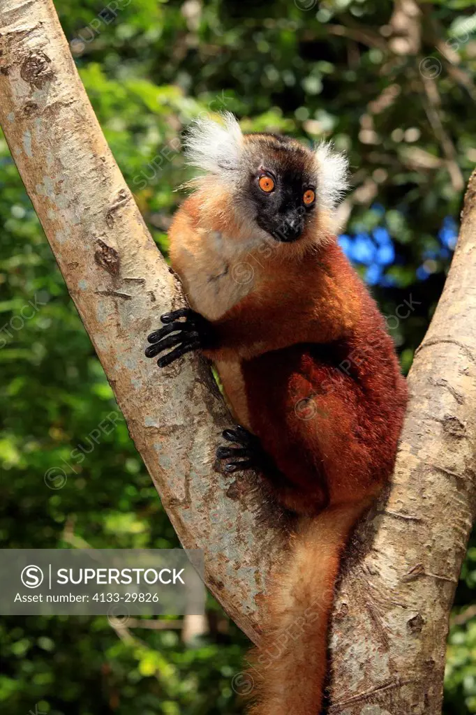 Black Lemur, Eulemur macaco, Nosy Komba, Madagascar, Africa, adult female on tree