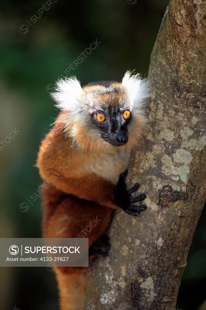 Black Lemur, Eulemur macaco, Nosy Komba, Madagascar, Africa, adult female on tree