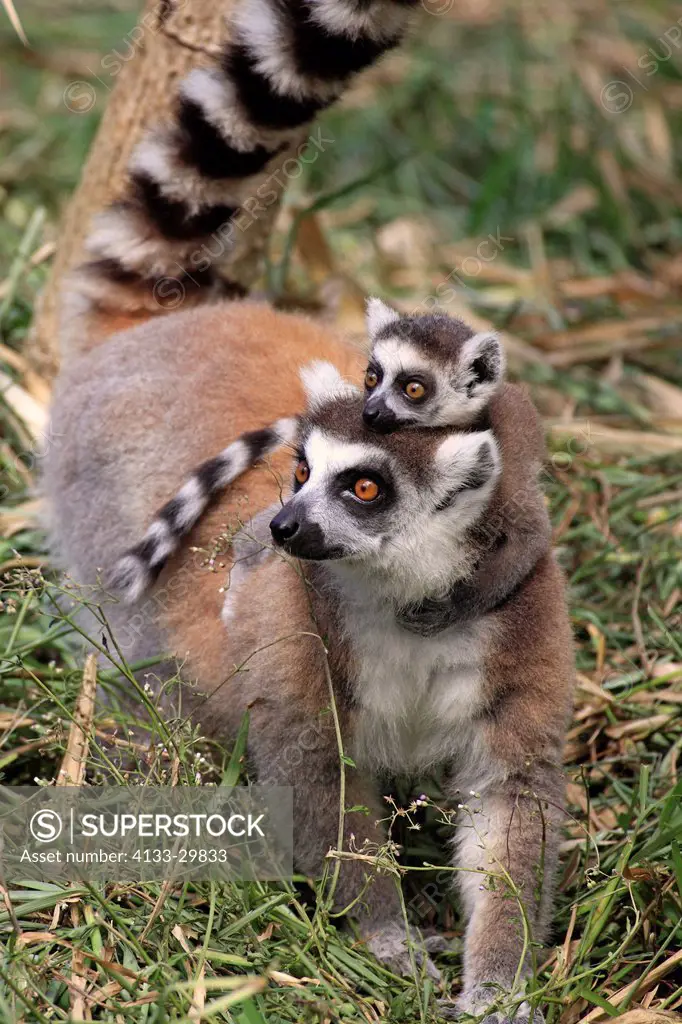 Ring Tailed Lemur, Lemur catta, Berenty Reserve, Madagascar, Africa, adult with young on back