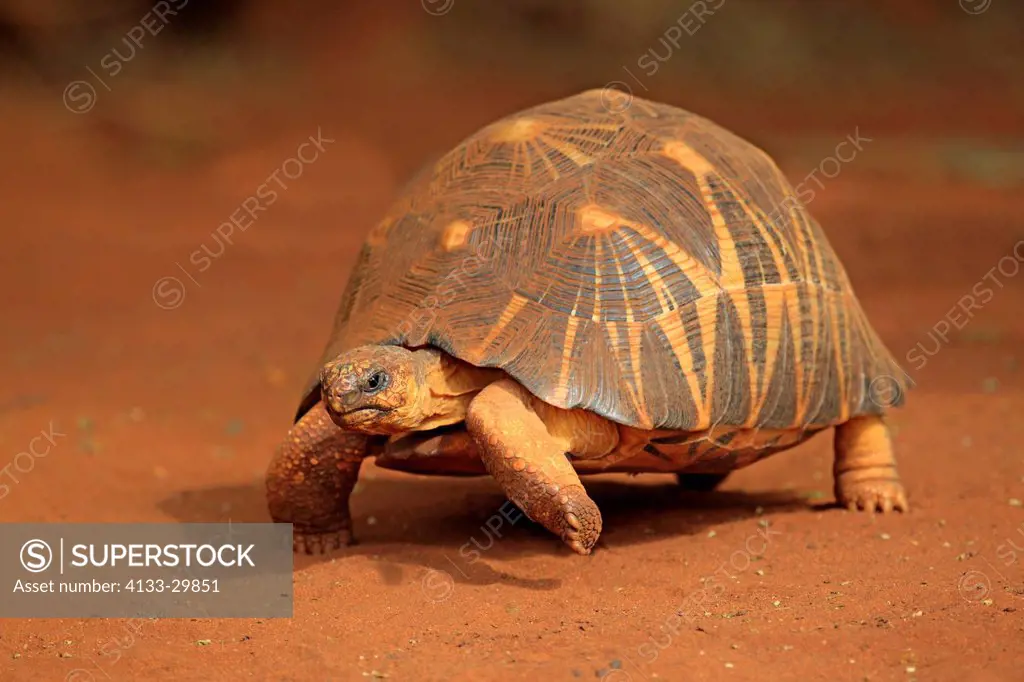 Madagascar radiated Tortoise, Geochelone radiata, Berenty Reserve, Madagascar, Africa, adult walking