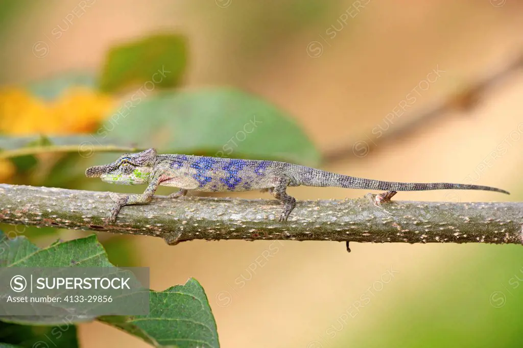 Big_nosed chameleon, Calumma nasutum, Madagascar, Africa, adult male searching for food