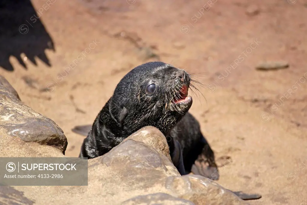 Cape Fur Seal, Arctocephalus pusillus, Cape Cross, Namibia , Africa, young pup calling