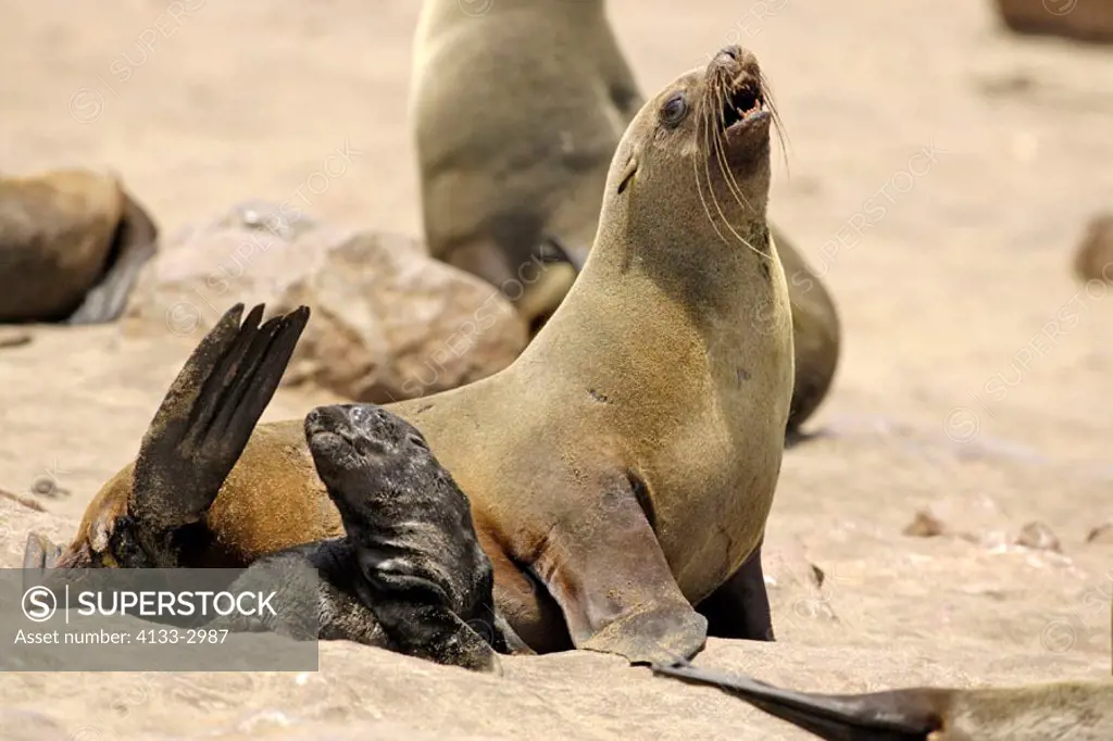 Cape Fur Seal, Arctocephalus pusillus, Cape Cross, Namibia , Africa, adult calling with pup