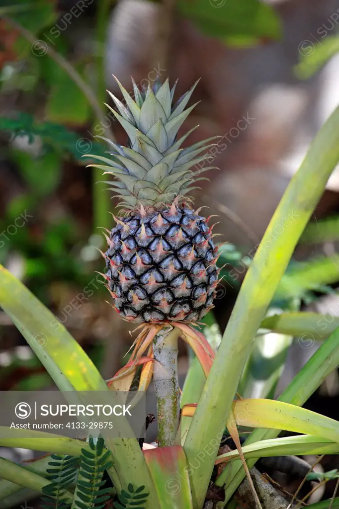 Pineapple, Ananas comosus, Madagascar, Africa, Nosy Komba, fruit