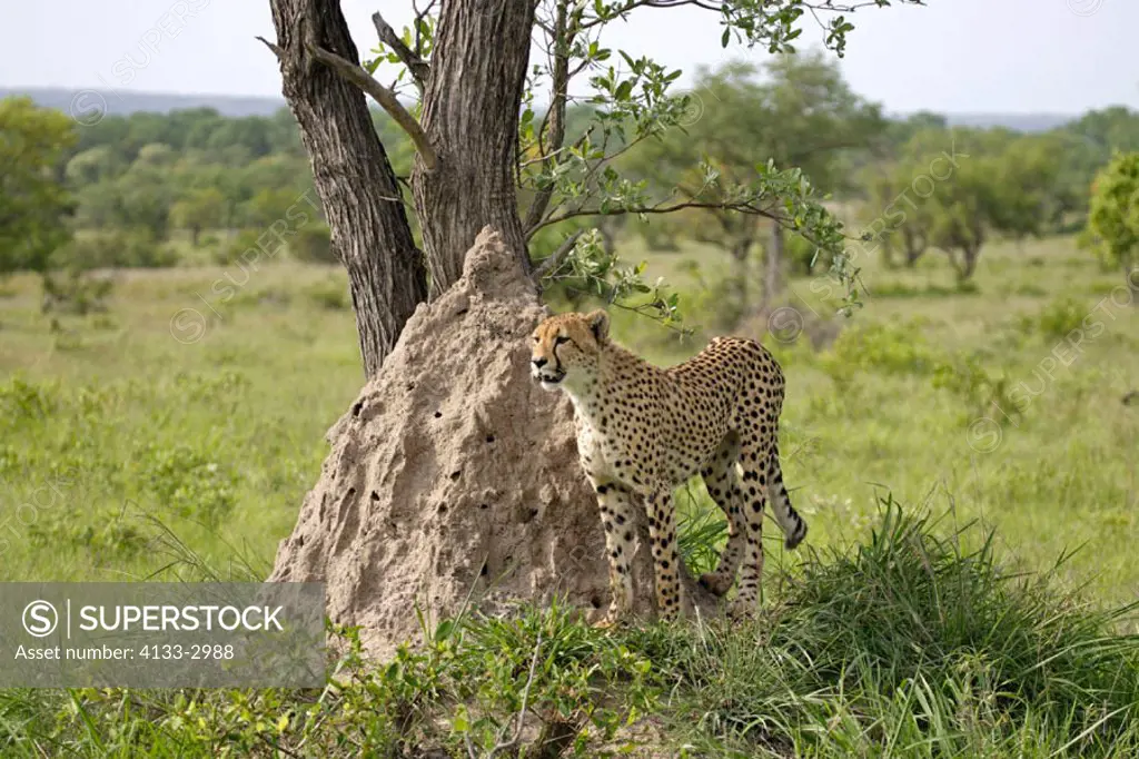 Cheetah, Acinonyx jubatus, Sabie Sand Game Reserve, South Africa , Africa, adult