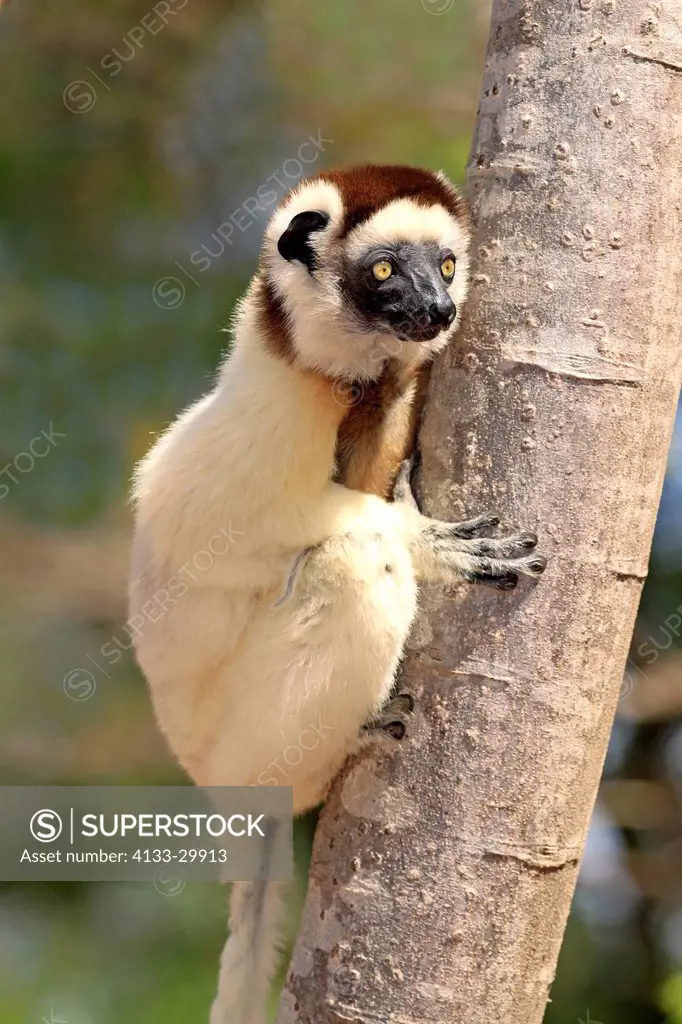 Verreaux`s Sifaka, Propithecus verreauxi, Berenty Reserve, Madagascar, Africa, adult on tree