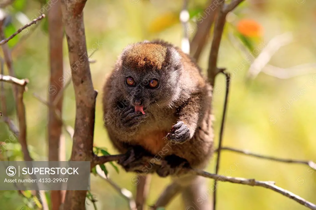 Eastern Lesser Bamboo Lemur, Hapalemur griseus, Madagascar, Africa, adult male on tree