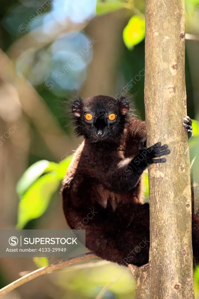 Black Lemur, Eulemur macaco, Nosy Komba, Madagascar, Africa, adult male on tree