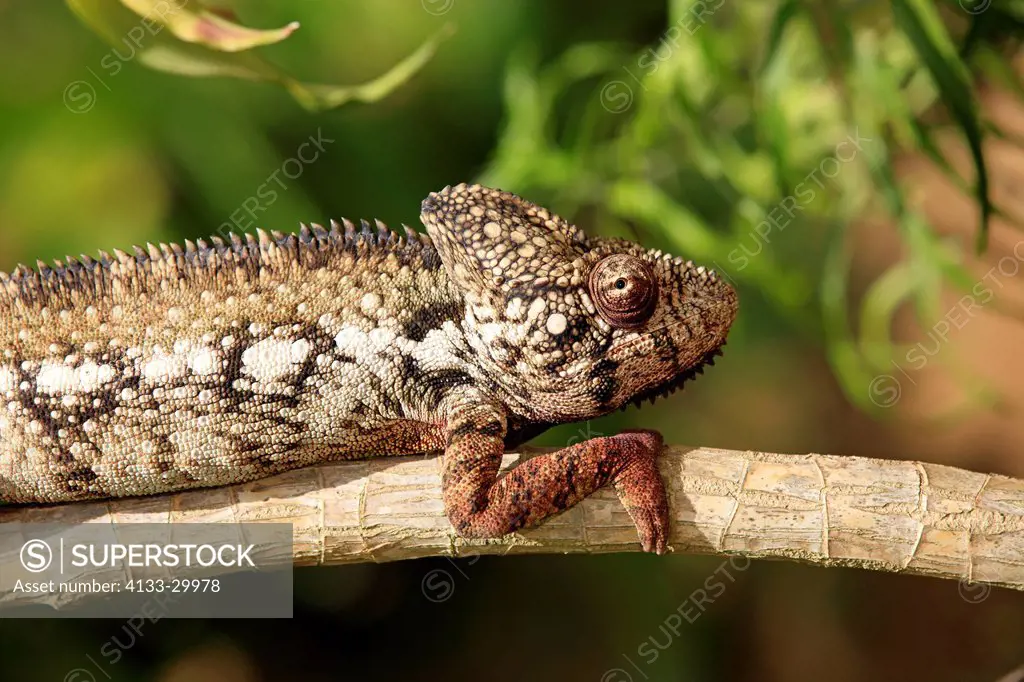 Malagasy Giant Chameleon, Oustalet´s Chameleon, Furcifer oustaleti, Madagascar, Africa, adult male searching for food