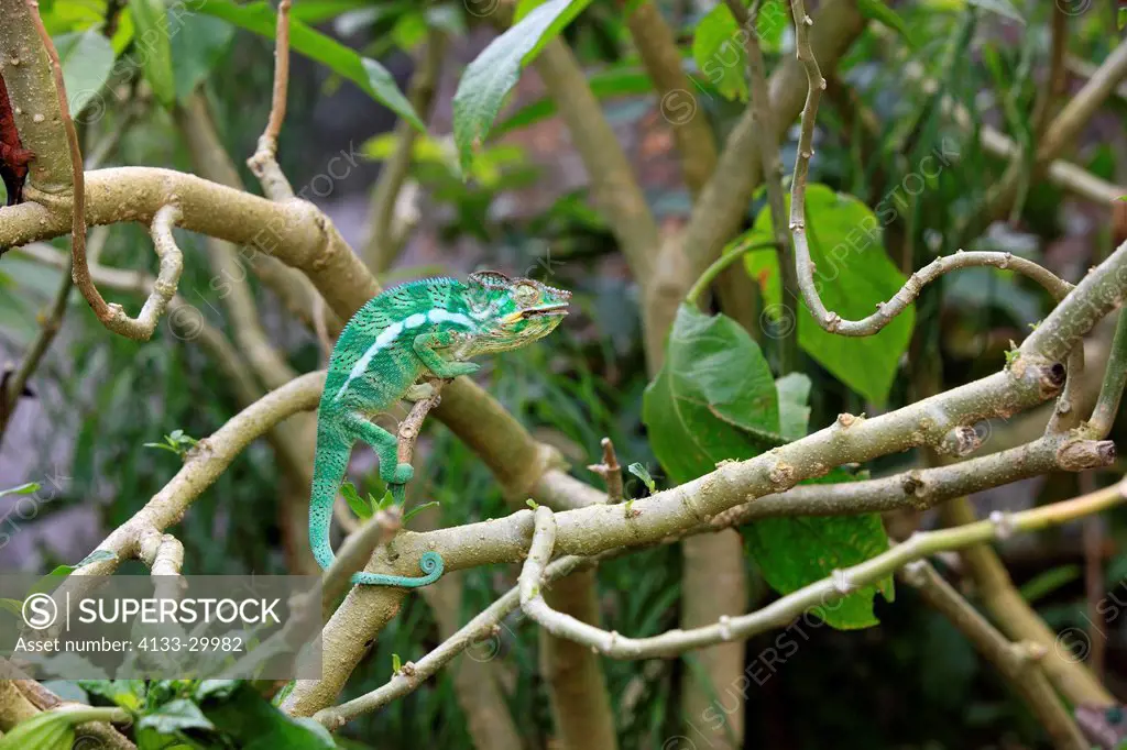 Malagasy Giant Chameleon, Oustalet´s Chameleon, Furcifer oustaleti, Madagascar, Africa, adult female feeding