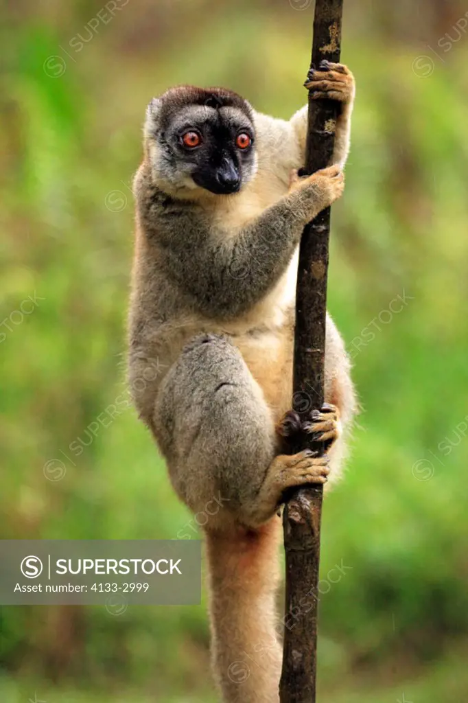 Common Brown Lemur, Eulemur fulvus fulvus, Madagascar, adult female on tree