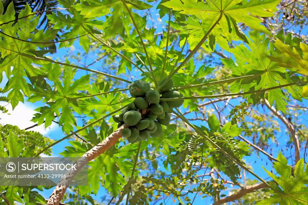 Papaya_Tree, Carica Papaya, Nosy Be, Madagascar, Africa, fruits on tree