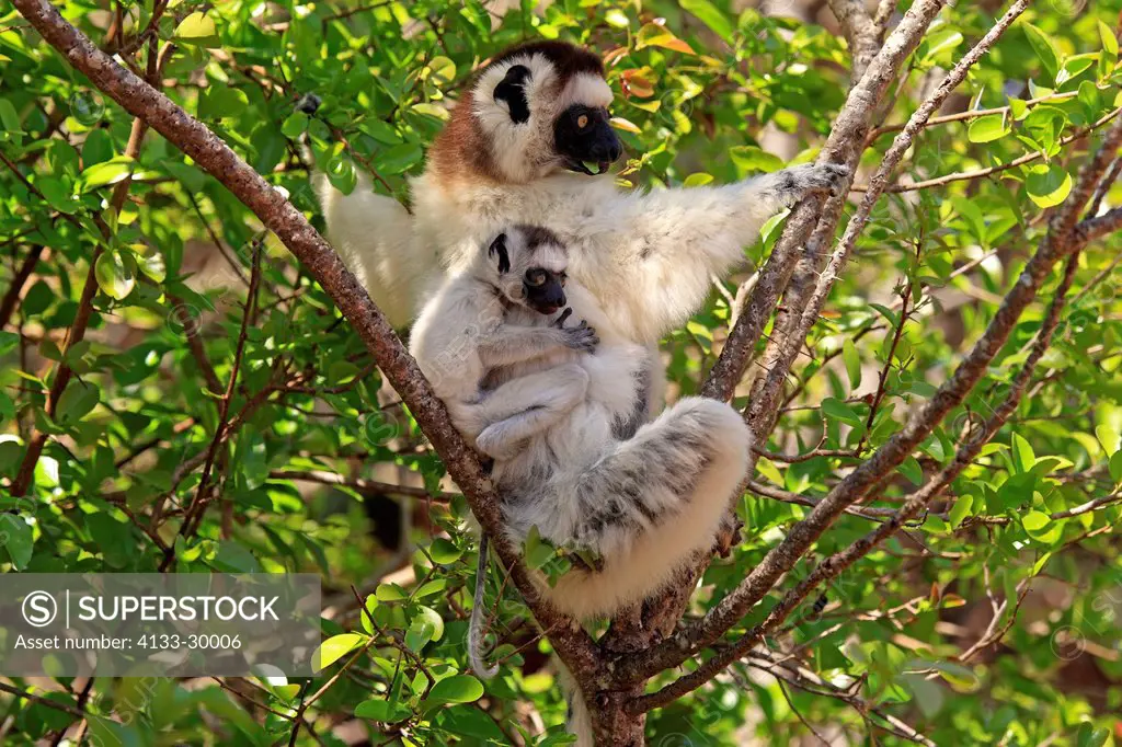 Verreaux`s Sifaka, Propithecus verreauxi, Berenty Reserve, Madagascar, Africa, adult with young on tree