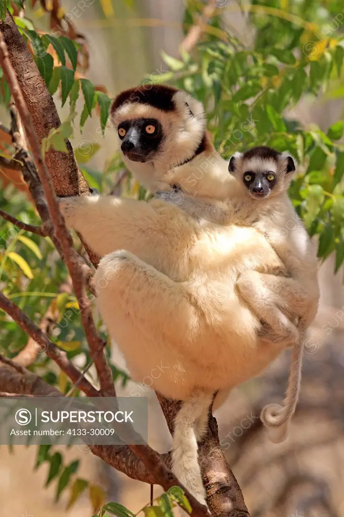 Verreaux`s Sifaka, Propithecus verreauxi, Berenty Reserve, Madagascar, Africa, adult with young on tree