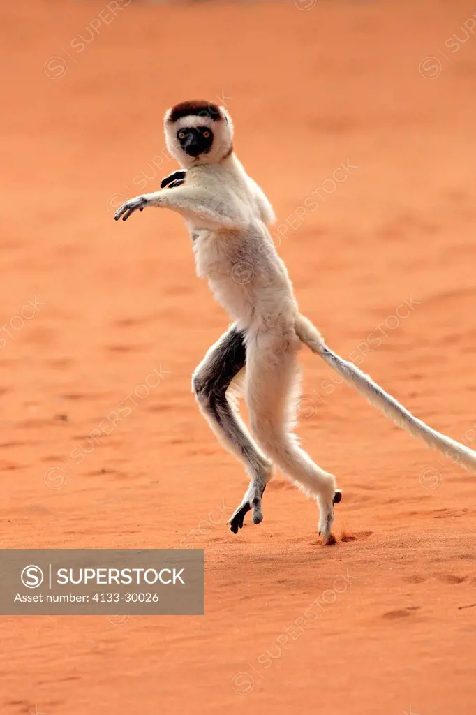 Verreaux`s Sifaka, Propithecus verreauxi, Berenty Reserve, Madagascar, Africa, adult jumping