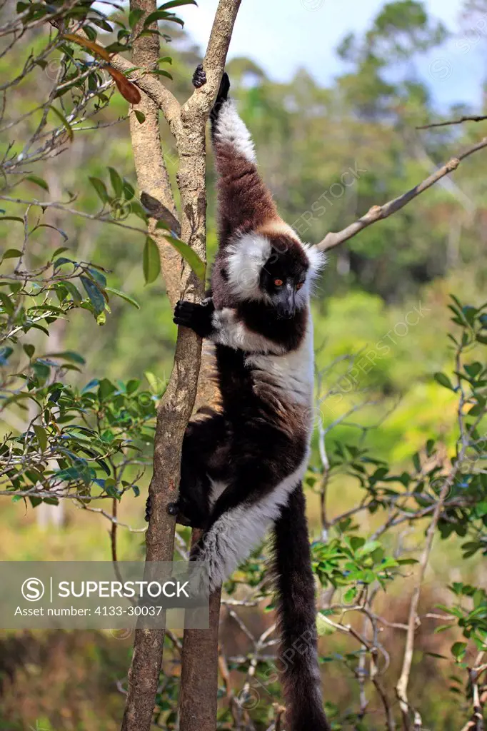 Black and White Ruffed Lemur, Lemur variegatus variegatus, Madagascar, Africa, adult on tree