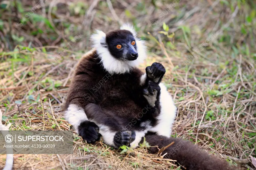 Black and White Ruffed Lemur, Lemur variegatus variegatus, Madagascar, Africa, adult on ground