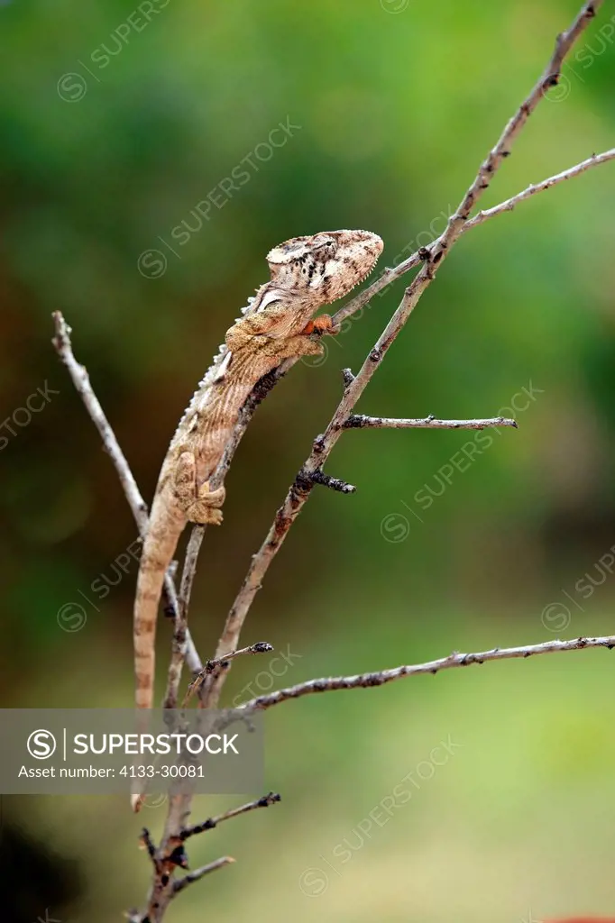 Warty chameleon, Furcifer verrucosus, Madagascar, Africa, adult searching for food