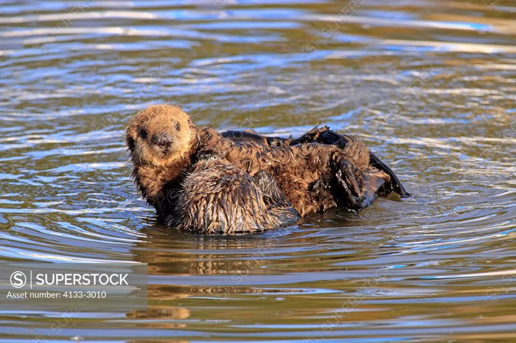 Sea Otter,Enhydra lutris,Monterey,California,USA,mother with young in water