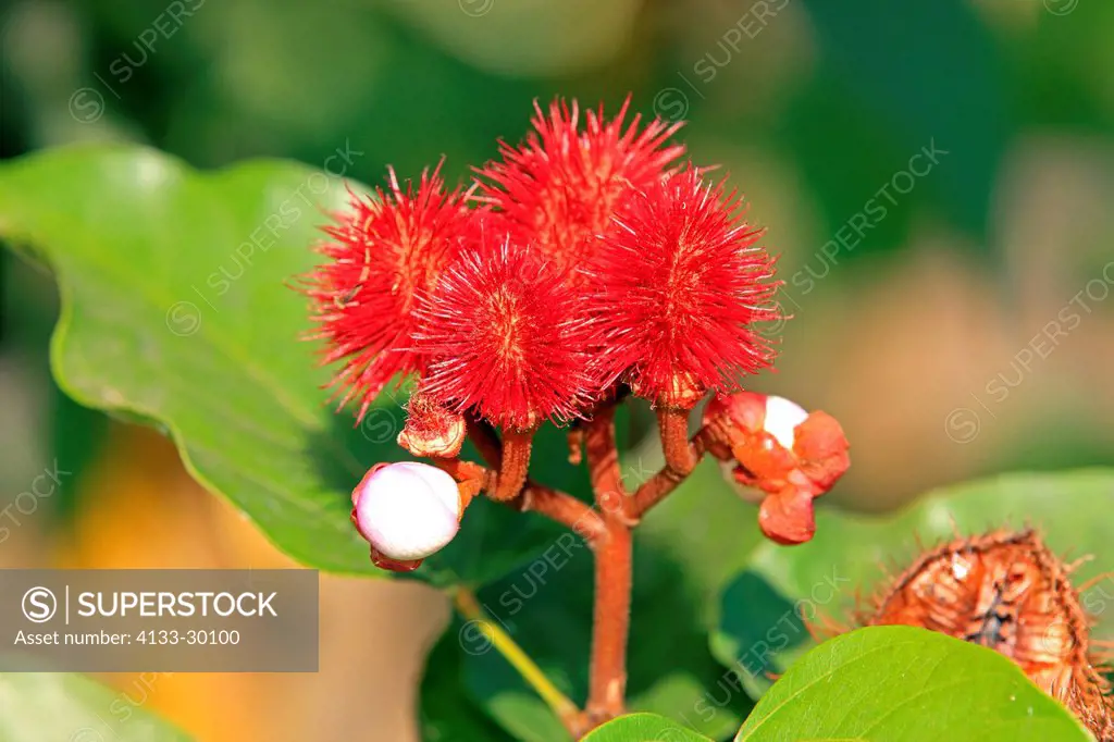 Lipstick Tree, Bixa orellana, Achiote, Applopas, Urucu, Nosy Be, Madagascar, Africa, fruit