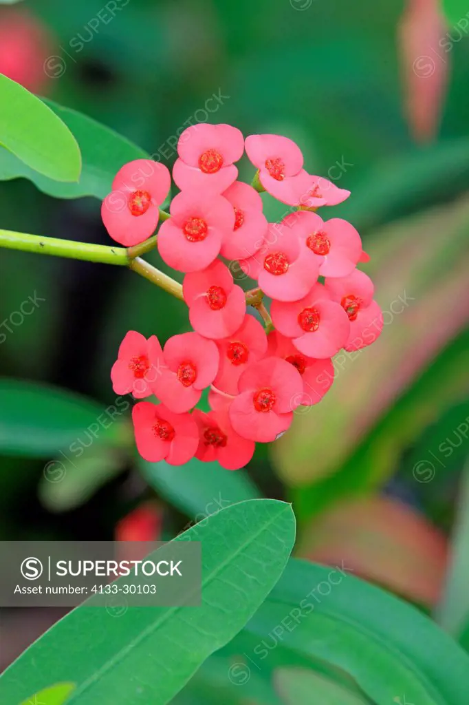 Crown of Thorns, Euphorbia milii, Nosy Be, Madagascar, Africa, blooming