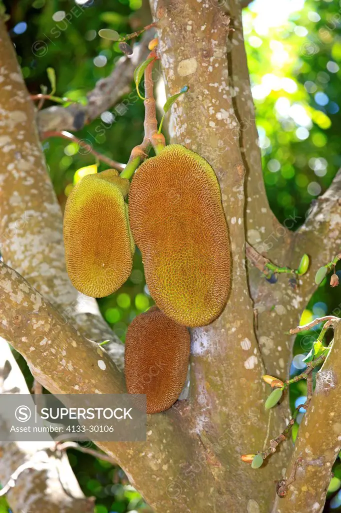 Jackfruit, Artocarpus heterophyllus, Nosy Komba, Madagascar, Africa, fruits hanging on tree