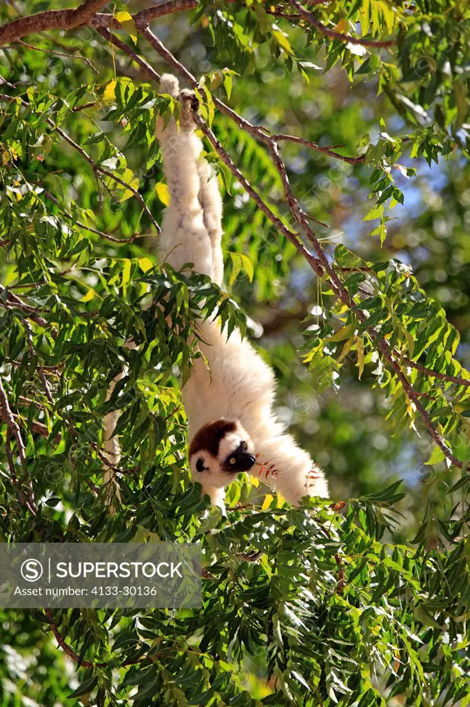 Verreaux`s Sifaka, Propithecus verreauxi, Berenty Reserve, Madagascar, Africa, adult on tree feeding