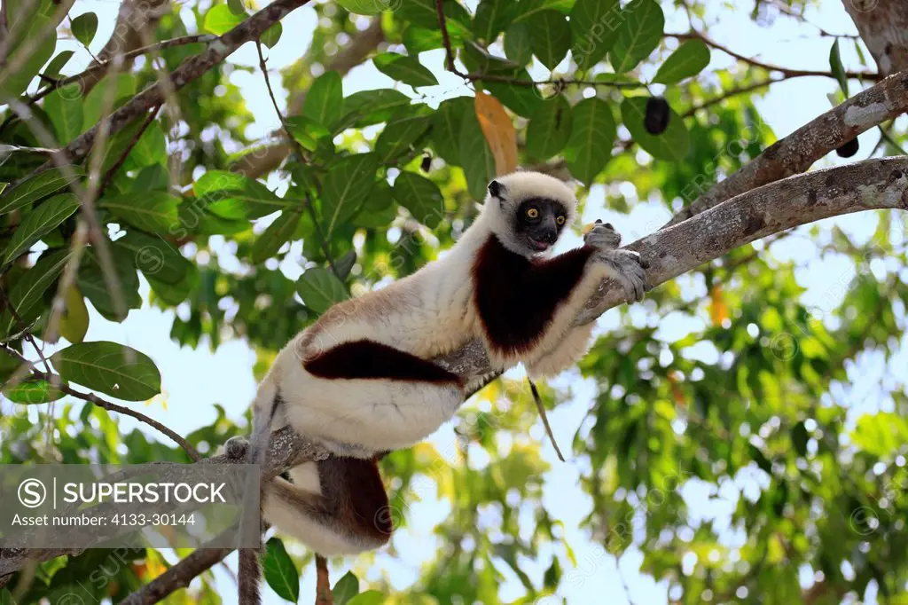 Coquerel Sifaka, Propithecus coquereli, Madagascar, Africa, on tree