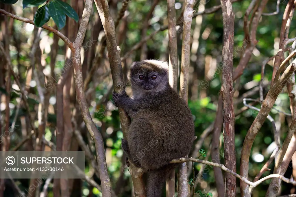 Eastern Lesser Bamboo Lemur, Hapalemur griseus, Madagascar, Africa, adult male on tree
