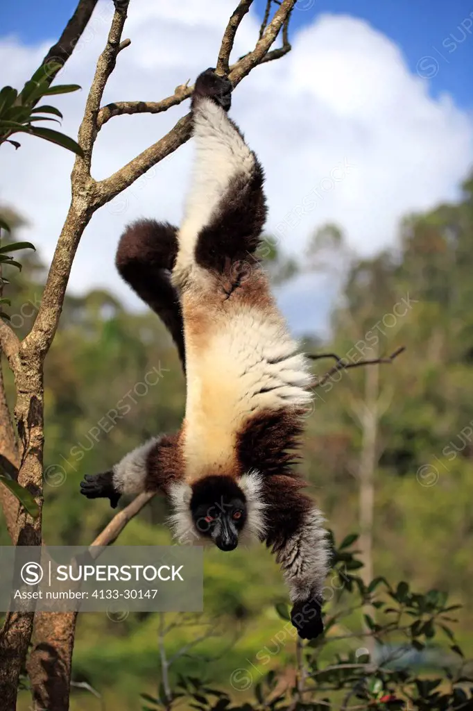 Black and White Ruffed Lemur, Lemur variegatus variegatus, Madagascar, Africa, adult on tree searching for food