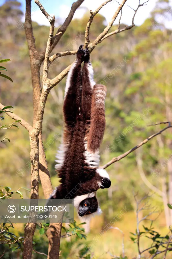 Black and White Ruffed Lemur, Lemur variegatus variegatus, Madagascar, Africa, adult on tree searching for food