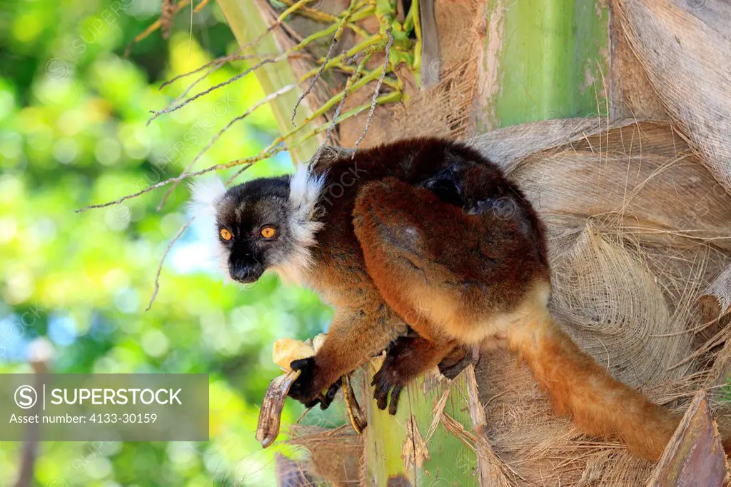 Black Lemur, Eulemur macaco, Nosy Komba, Madagascar, Africa, adult female feeding banana