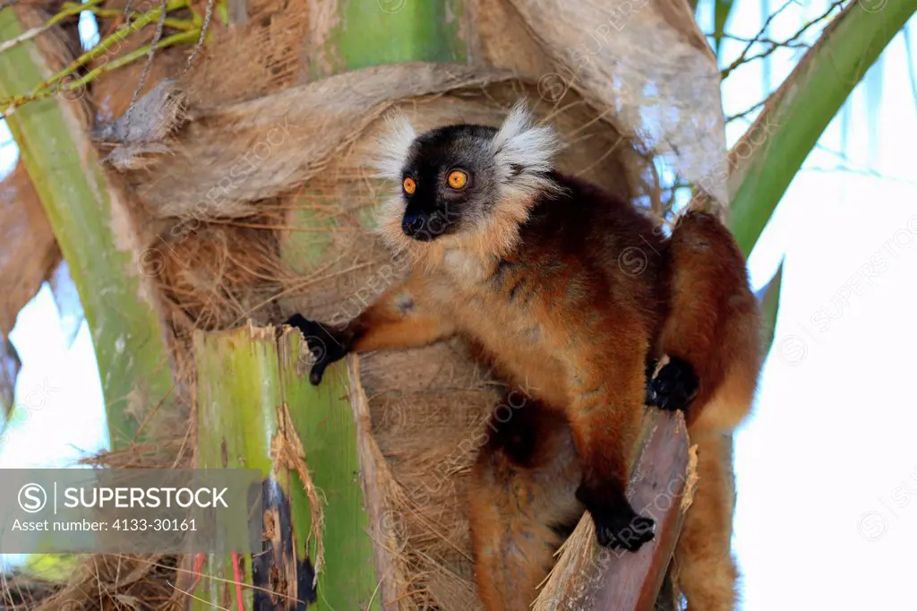 Black Lemur, Eulemur macaco, Nosy Komba, Madagascar, Africa, adult female