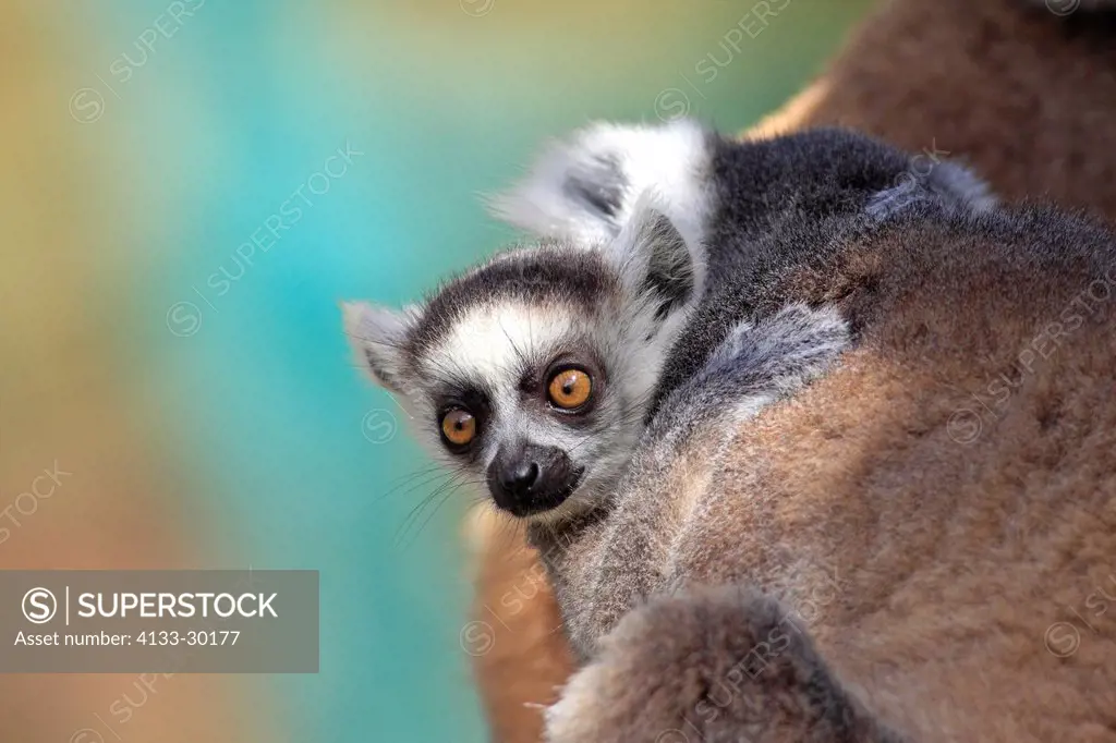 Ring Tailed Lemur, Lemur catta, Berenty Reserve, Madagascar, Africa, young