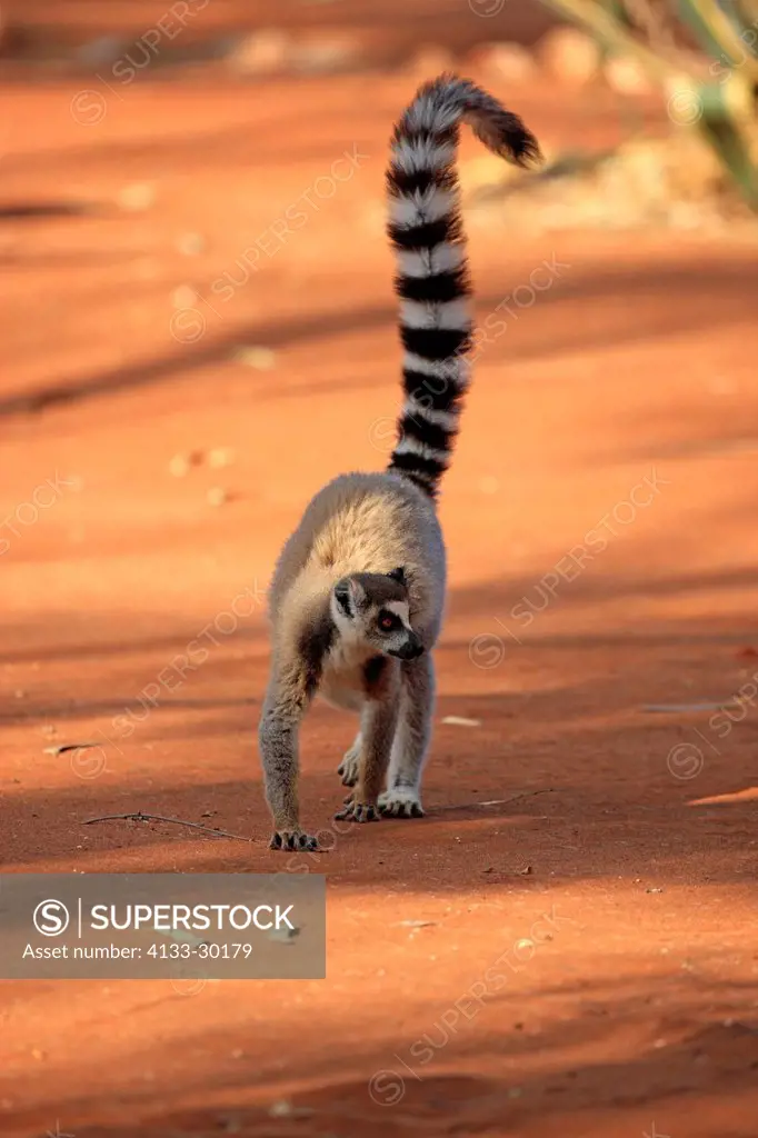 Ring Tailed Lemur, Lemur catta, Berenty Reserve, Madagascar, Africa, adult walking