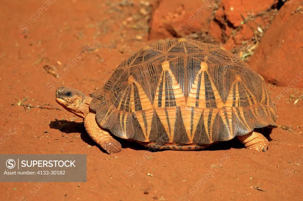 Madagascar radiated Tortoise, Geochelone radiata, Berenty Reserve, Madagascar, Africa, adult