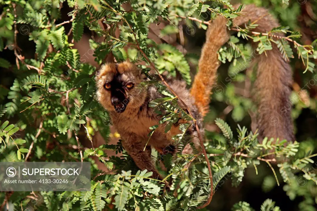 Red_Fronted Lemur, Lemur fulvus rufus, Berenty Reserve, Madagascar, Africa, adult on tree