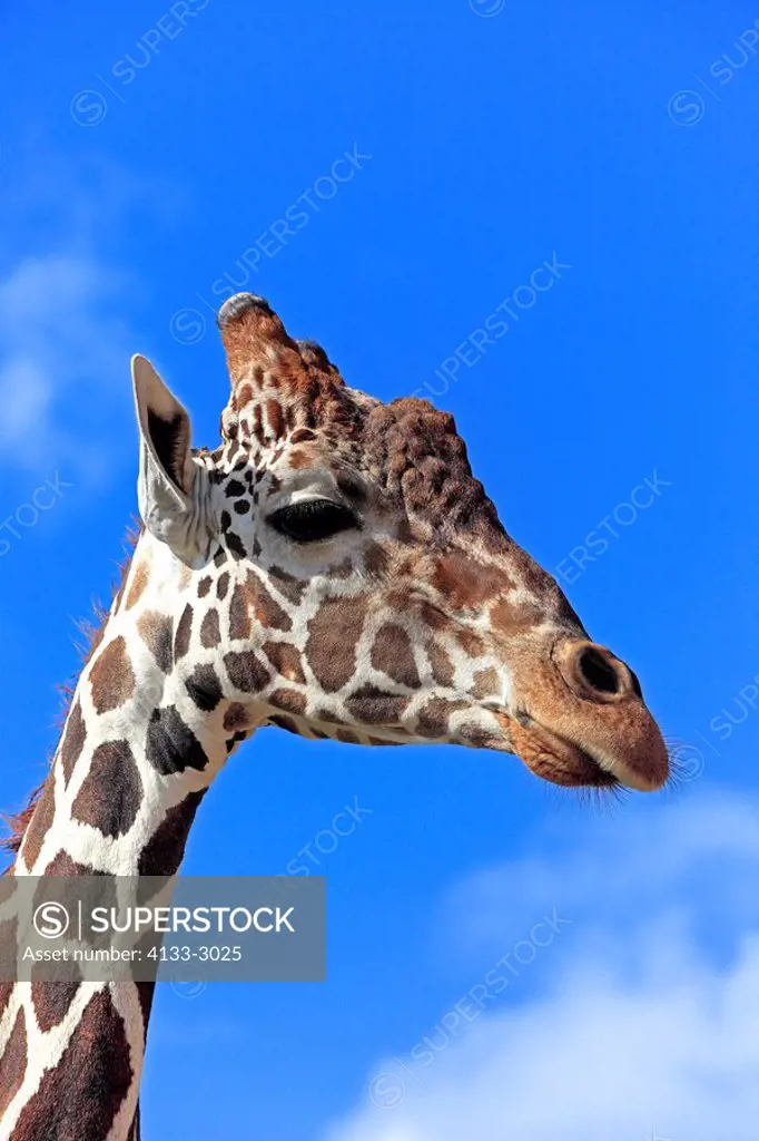 Reticulated Giraffe,Giraffa camelopardalis reticulata,Africa,adult portrait