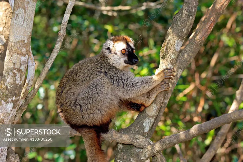 Red_Fronted Lemur, Lemur fulvus rufus, Berenty Reserve, Madagascar, Africa, adult on tree
