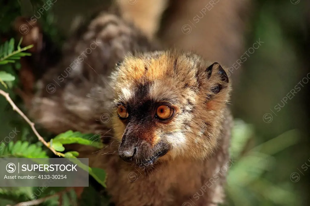 Red_Fronted Lemur, Lemur fulvus rufus, Berenty Reserve, Madagascar, Africa, adult on tree portrait