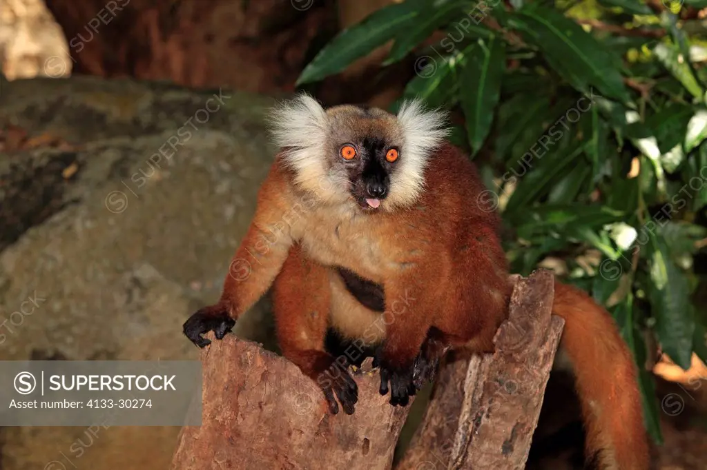 Black Lemur, Eulemur macaco, Nosy Komba, Madagascar, Africa, adult female with young