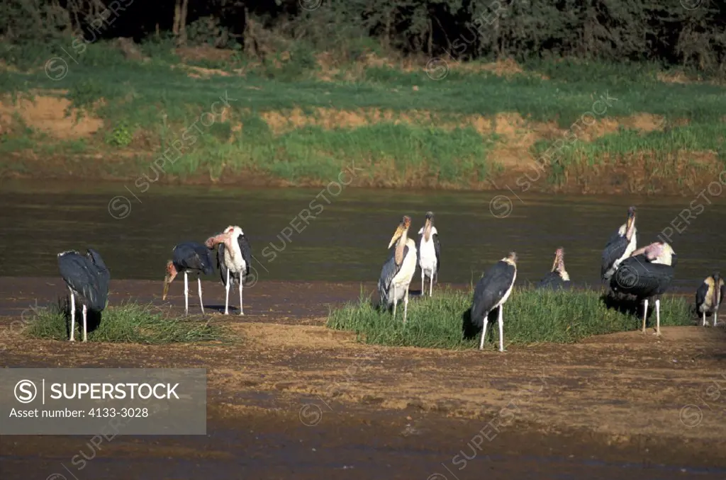 Marabou Stork , Leptoptilos crumeniferus , Samburu Game Reserve , Kenya , Africa , Africa , group of adlts on sandbank in Uaso Nyero