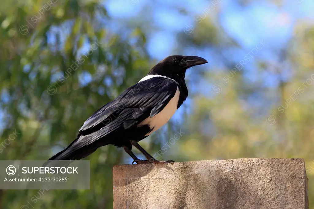 Pied Crow, Corvus albus, Berenty Reserve, Madagascar, Africa, adult on branch