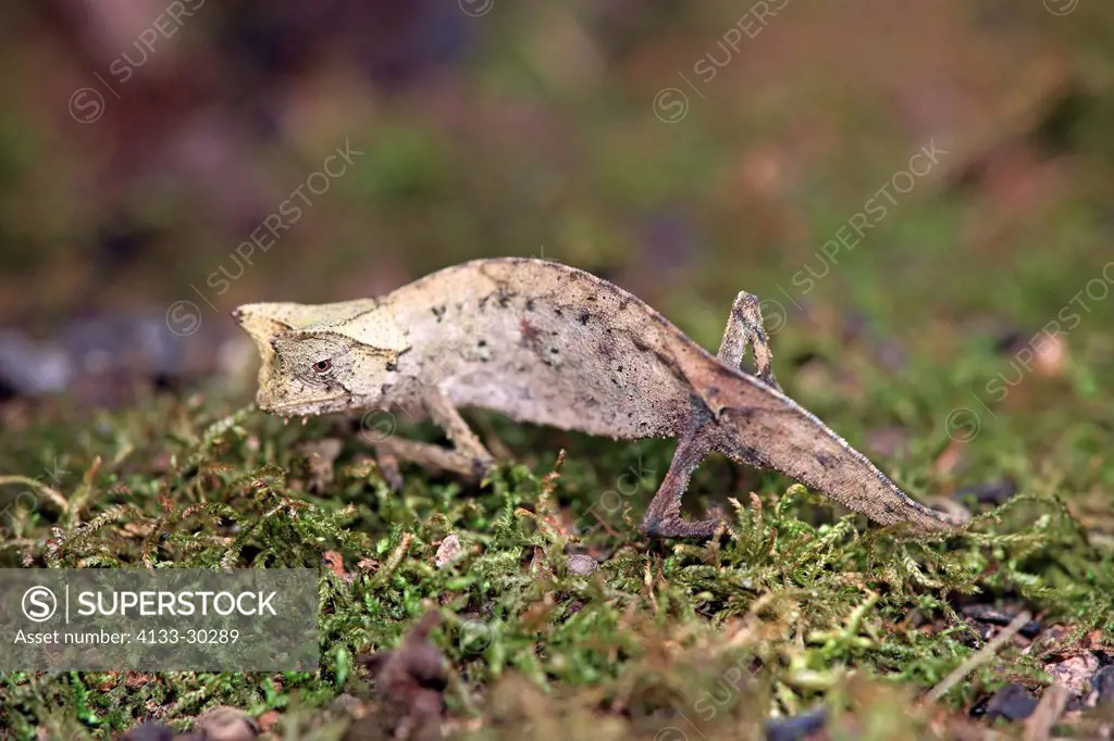 Brown leaf chameleon, Brookesia superciliaris, Madagascar, Africa, searching for food