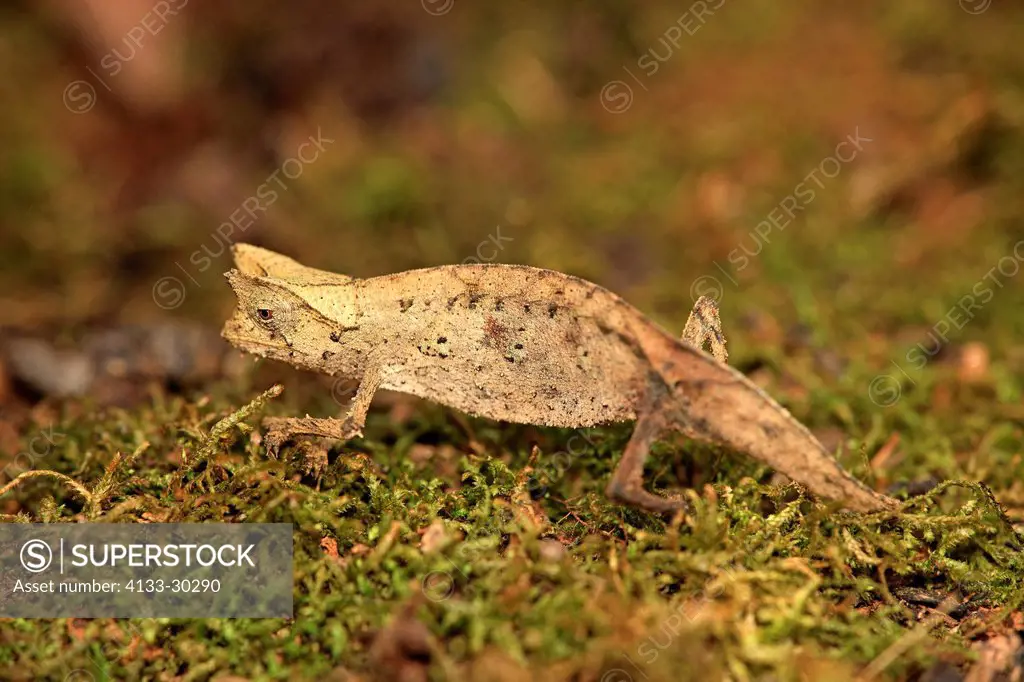 Brown leaf chameleon, Brookesia superciliaris, Madagascar, Africa, searching for food