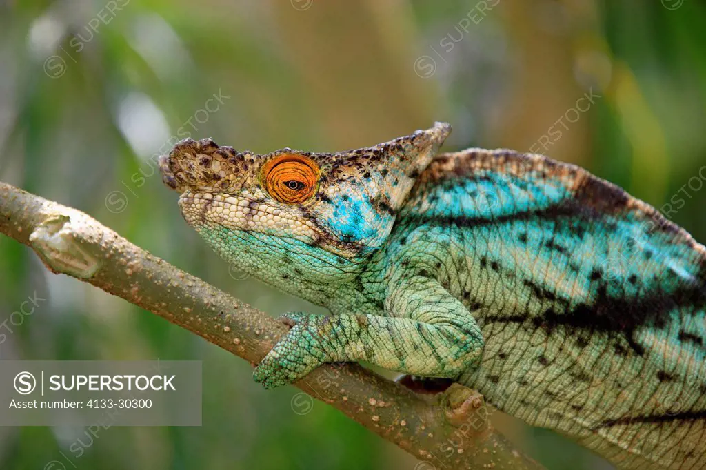 Parson´s chameleon, Calumma parsonii, Madagascar, Africa, adult male searching for food portrait