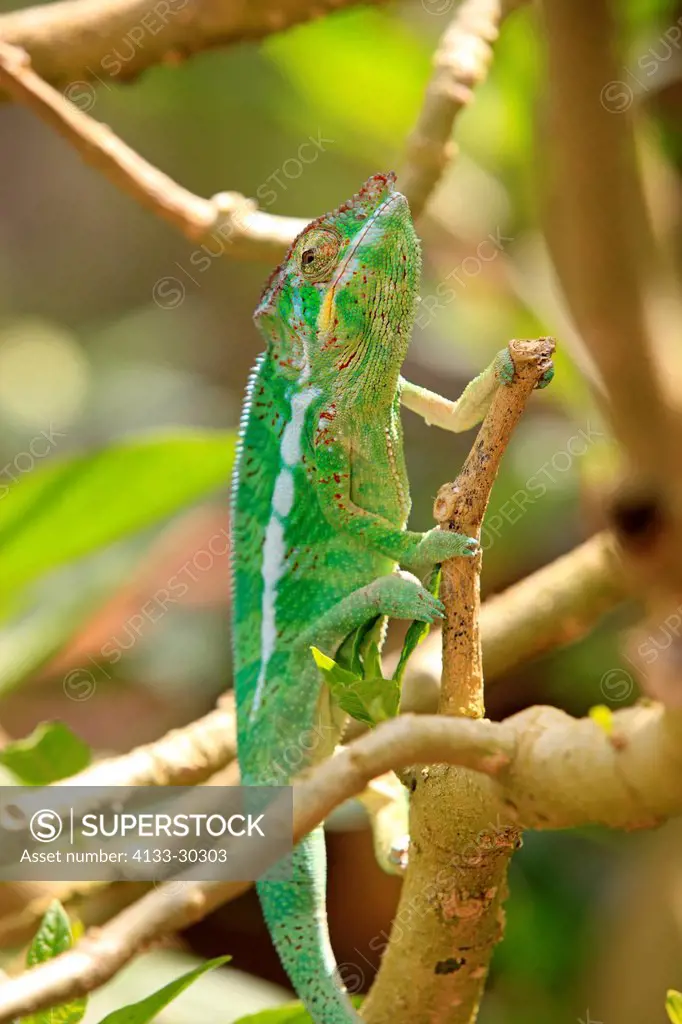 Malagasy Giant Chameleon, Oustalet´s Chameleon, Furcifer oustaleti, Madagascar, Africa, adult female searching for food