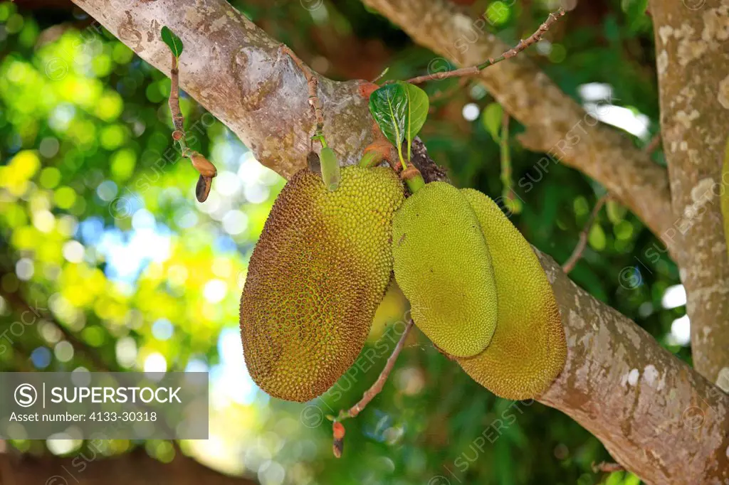 Jackfruit, Artocarpus heterophyllus, Nosy Komba, Madagascar, Africa, fruits hanging on tree