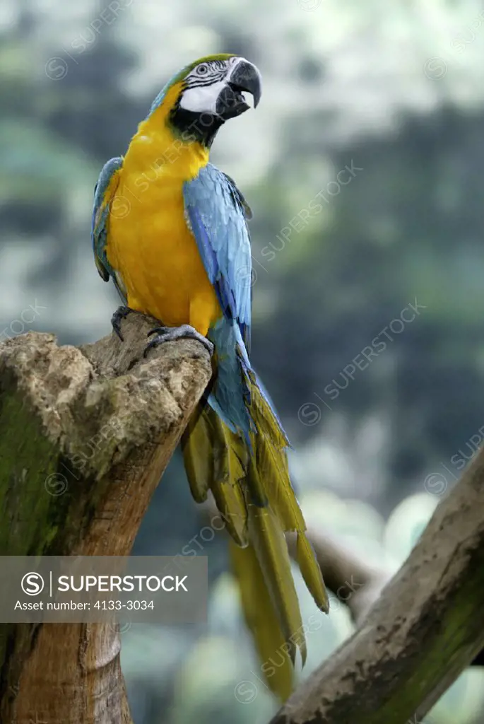 Blue & Yellow Macaw Ara ararauna South America